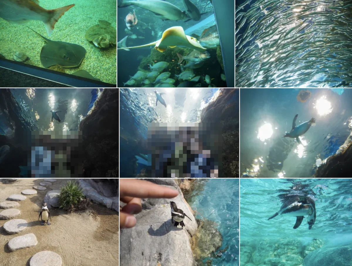 Immich のタイムライン。水族館で私と妻がそれぞれの iPhone で撮った写真が、1つのタイムラインに並ぶ(人物はぼかしています)